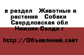  в раздел : Животные и растения » Собаки . Свердловская обл.,Нижняя Салда г.